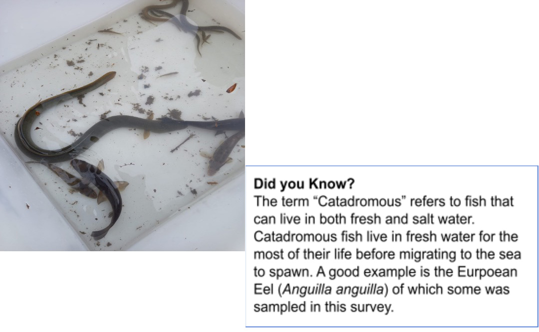Picture of some of the eels we caught in the river Dijle for the living lab. 