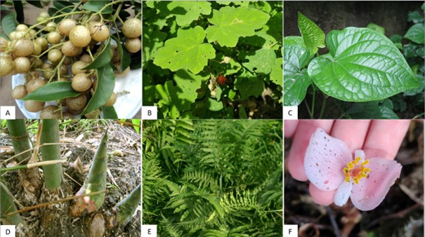 Daily edible plants in Hoa Binh province: Biodiversity Group 2022-2024 © SUSDEV