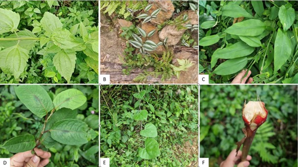 Medicinal plants used by Dao and Muong communities: Biodiversity Group 2022-2024 © SUSDEV