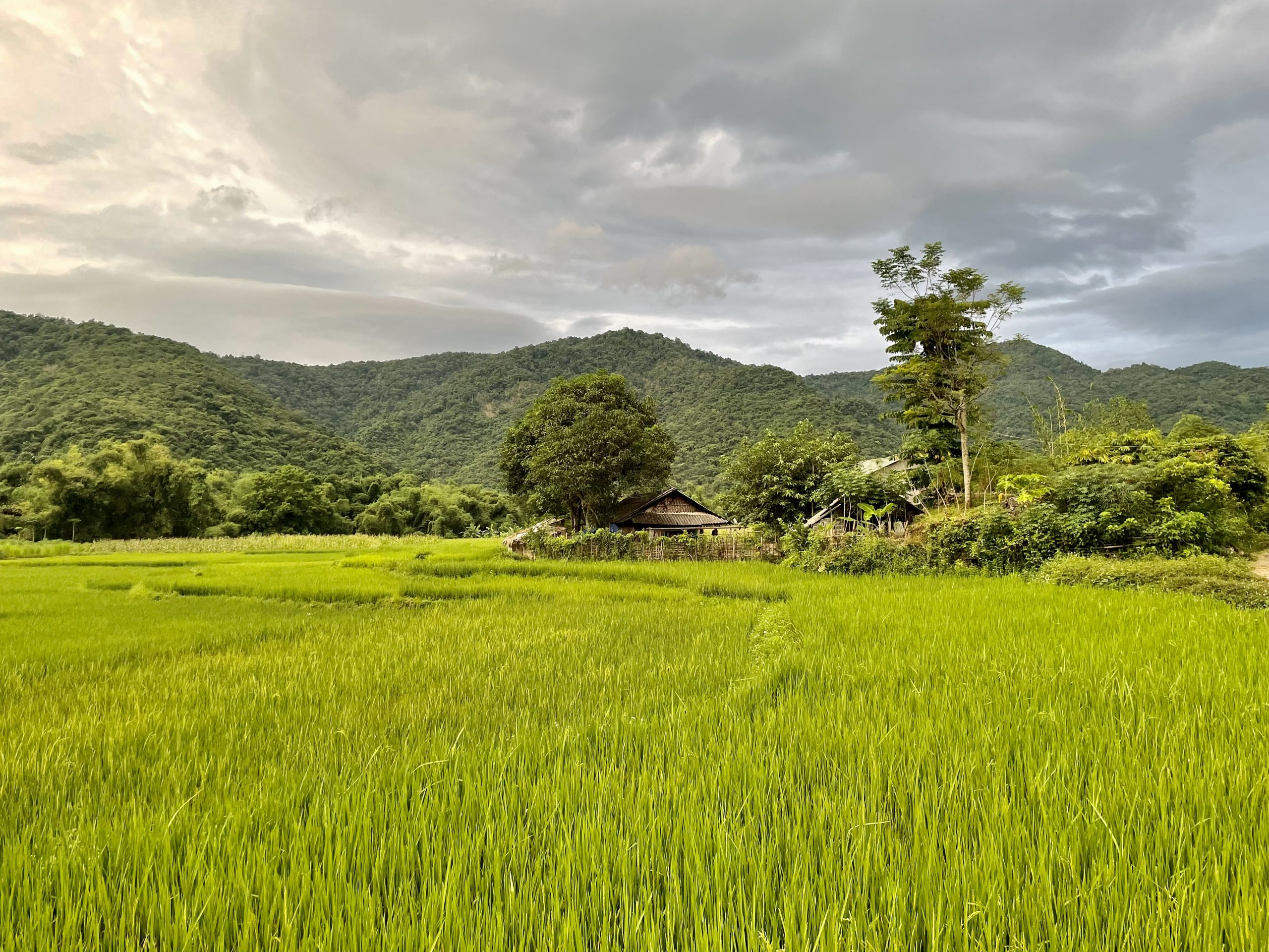 Rice fields – important source of income for farmers by Hubert Claes © SUSDEV