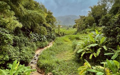 Carbon storage,  Forest Transition and the Road to Sustainability in Vietnam