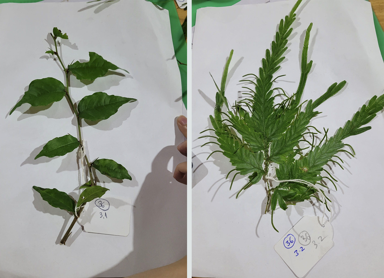 Plant species © SUSDEV